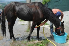 agriturismo la mongolfiera - equitazione cura del cavallo